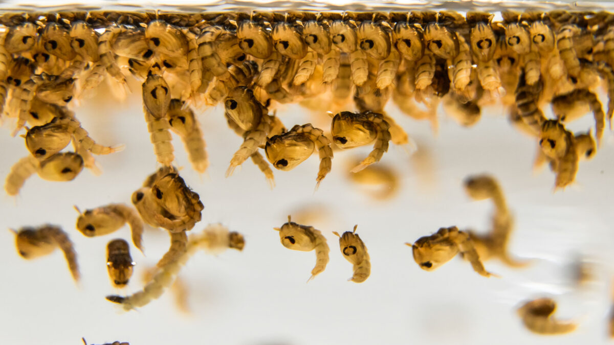 Ciclo de Vida do Vetor: Como o Aedes aegypti ‘Instala’ Riscos na Comunidade