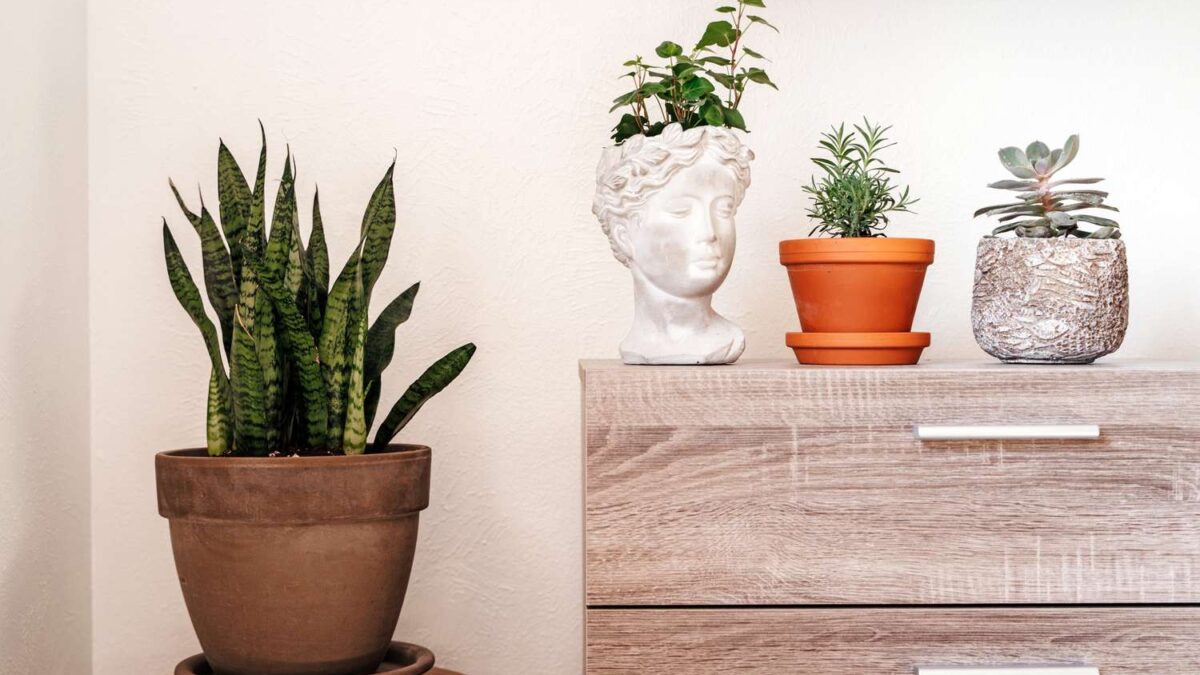 Sistema de Baixa Manutenção: 20 Plantas Resilientes para Iniciantes