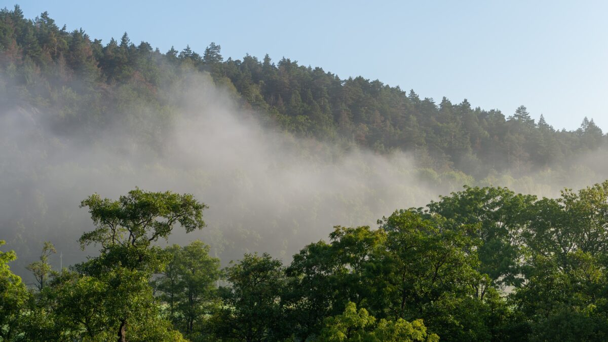 Sequestro de Carbono: As Árvores como o Backup Crítico do Planeta