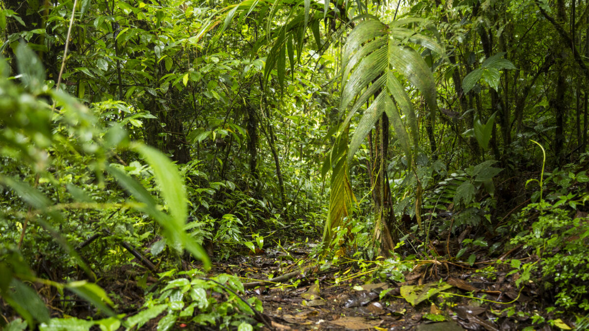 Mata Atlântica: Debugando os Desafios da Preservação no ABC Paulista